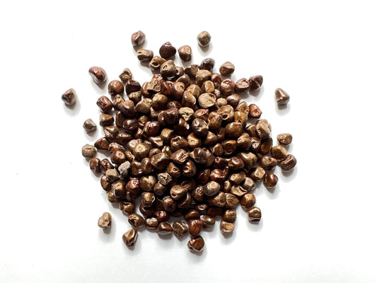 Kororima Seeds